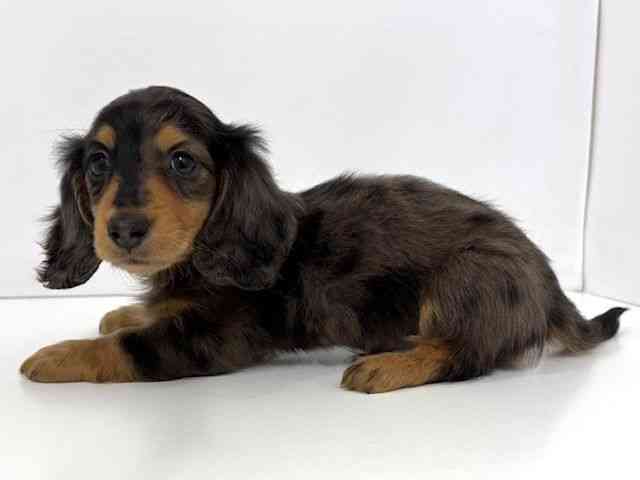 大阪府のミニチュアダックスフンド(ロング) (ひごペットフレンドリーベルファⅡ都島店/2026年2月15日生まれ/男の子/チョコレートダップル)の子犬の3枚目の画像