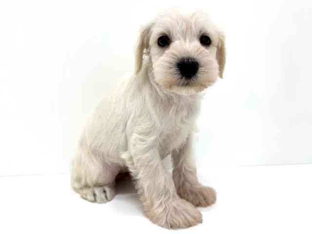 大阪府のミニチュアシュナウザー (ひごペットフレンドリーくずはモール店/2026年2月16日生まれ/男の子/ホワイト)の子犬の3枚目の画像