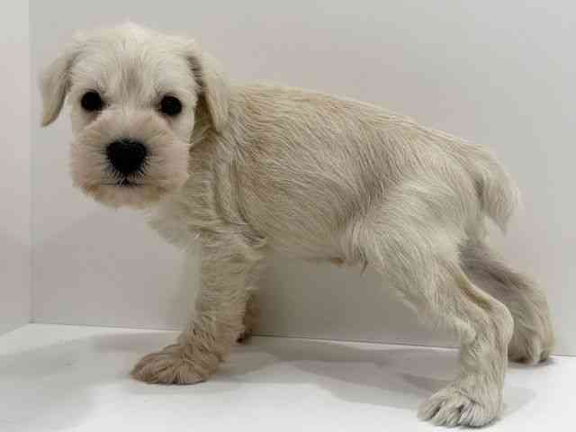 広島県のミニチュアシュナウザー (ひごペットフレンドリーフジグラン神辺店/2026年2月16日生まれ/男の子/ホワイト)の子犬の3枚目の画像