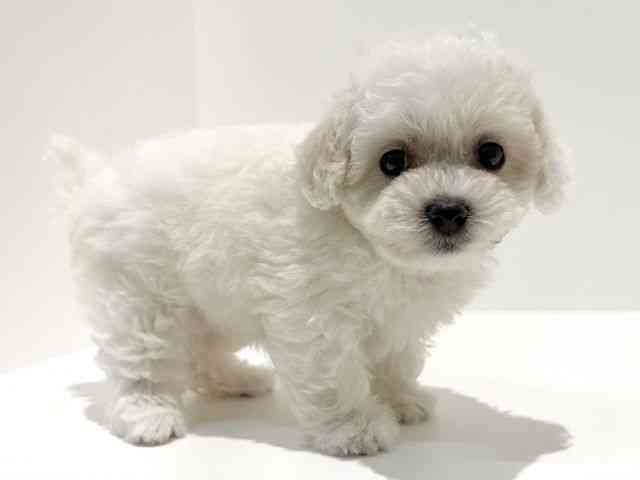 大阪府のビションフリーゼ (ひごペットフレンドリーイオン高槻店/2026年2月15日生まれ/女の子/ホワイト)の子犬の3枚目の画像