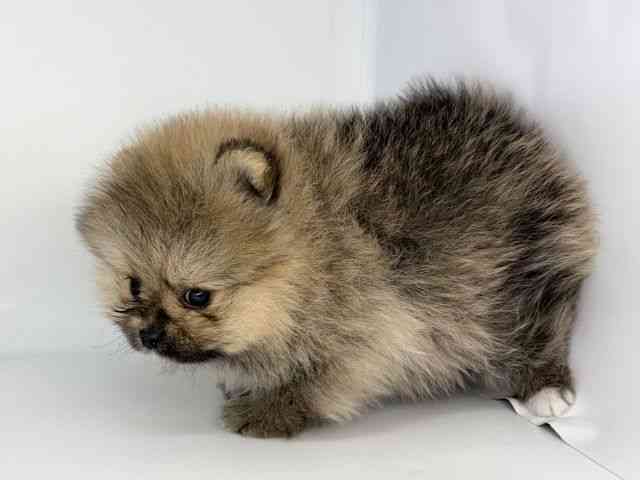 徳島県のポメラニアン (ひごペットフレンドリーゆめタウン徳島店/2026年2月15日生まれ/男の子/オレンジセーブル)の子犬の3枚目の画像