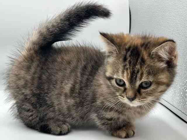 香川県のマンチカン (ひごペットフレンドリーゆめタウン高松店/2026年2月12日生まれ/女の子/ブラウンパッチドタビー)の子猫の3枚目の画像