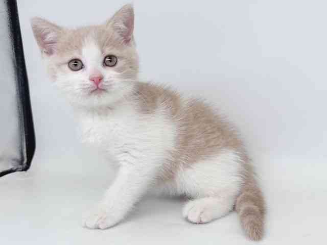 大阪府のマンチカン (ひごペットフレンドリー瓜破店/2026年2月17日生まれ/男の子/クリームタビーホワイト)の子猫の3枚目の画像