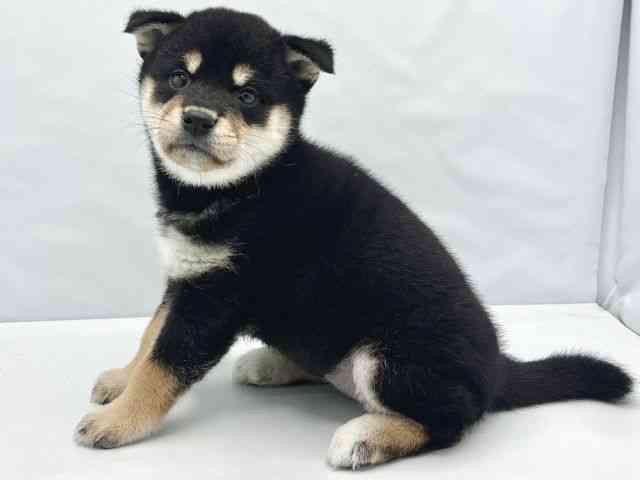 大阪府の柴犬(標準サイズ) (ひごペットフレンドリーイトーヨーカドー津久野店/2026年2月18日生まれ/女の子/黒)の子犬の3枚目の画像