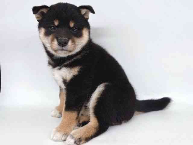 大阪府の柴犬(標準サイズ) (ひごペットフレンドリー瓜破店/2026年2月18日生まれ/女の子/黒)の子犬の3枚目の画像