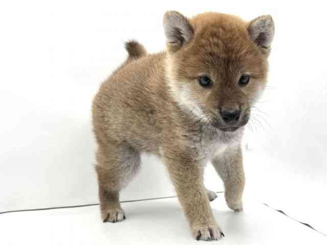 兵庫県の柴犬(標準サイズ) (ひごペットフレンドリークラウンパーク伊丹店/2026年2月17日生まれ/男の子/赤)の子犬の3枚目の画像
