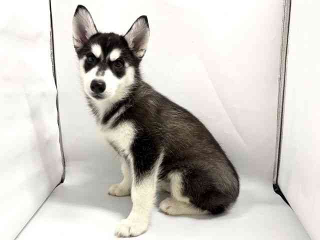京都府のシベリアンハスキー (ひごペットフレンドリー京都店/2026年2月5日生まれ/女の子/ブラックホワイト)の子犬の3枚目の画像