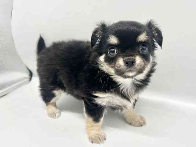 大阪府のチワワ(ロング) (ひごペットフレンドリーイオンタウン豊中庄内店/2026年2月17日生まれ/女の子/ブラックタン)の子犬の3枚目の画像