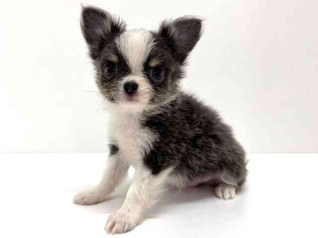 大阪府のチワワ(ロング) (ひごペットフレンドリーくずはモール店/2026年2月18日生まれ/男の子/ブルータンホワイト)の子犬の3枚目の画像