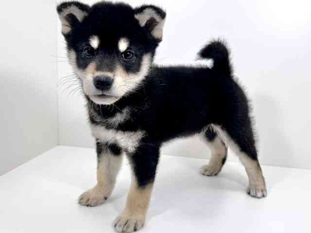 京都府の柴犬(標準サイズ) (ひごペットフレンドリーイズミヤショッピングセンター八幡店/2026年2月13日生まれ/男の子/黒)の子犬の3枚目の画像