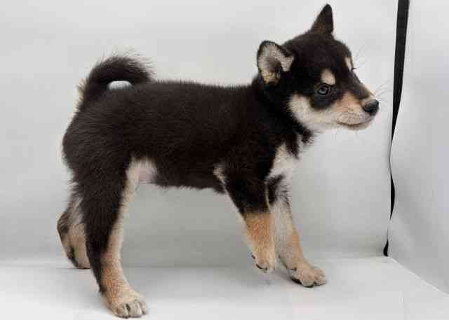 島根県の柴犬(標準サイズ) (ひごペットフレンドリーイオン松江ショッピングセンター店/2026年2月13日生まれ/男の子/黒)の子犬の3枚目の画像