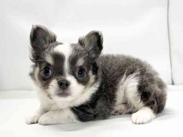 愛媛県のチワワ(ロング) (ひごペットフレンドリーイオンモール今治新都市店/2026年2月17日生まれ/男の子/ブルータンホワイト)の子犬の3枚目の画像