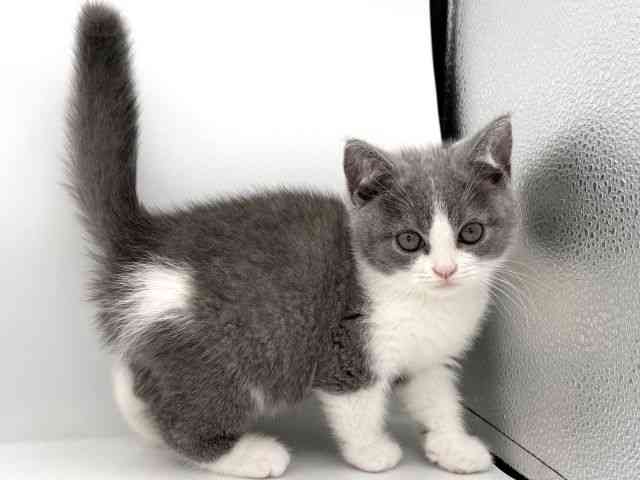 大阪府のブリティッシュショートヘアー (ひごペットフレンドリーイオンそよら海老江店/2026年2月16日生まれ/男の子/ブルーホワイト)の子猫の3枚目の画像