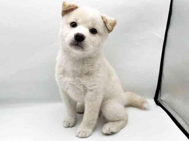 奈良県の柴犬(標準サイズ) (ひごペットフレンドリートナリエ大和高田店/2026年2月18日生まれ/女の子/白)の子犬の3枚目の画像