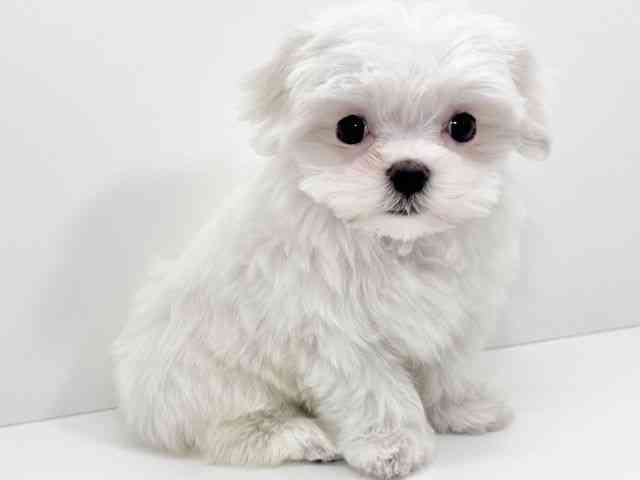 京都府のマルチーズ (ひごペットフレンドリーイズミヤショッピングセンター八幡店/2026年2月17日生まれ/女の子/ホワイト)の子犬の3枚目の画像