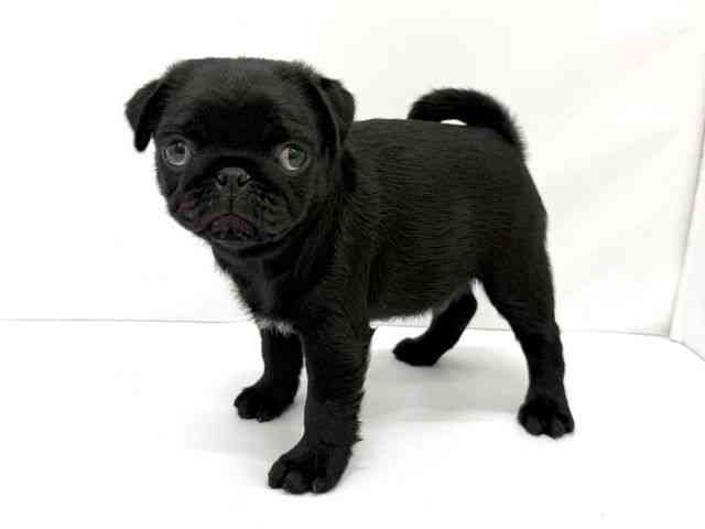 大阪府のパグ (ひごペットフレンドリーイオンタウン茨木太田店/2026年2月19日生まれ/男の子/ブラック)の子犬の3枚目の画像