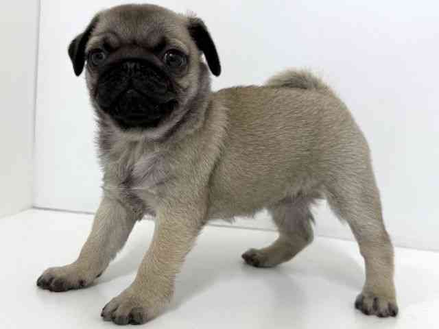 大阪府のパグ (ひごペットフレンドリーベルファⅡ都島店/2026年2月19日生まれ/女の子/フォーン)の子犬の3枚目の画像