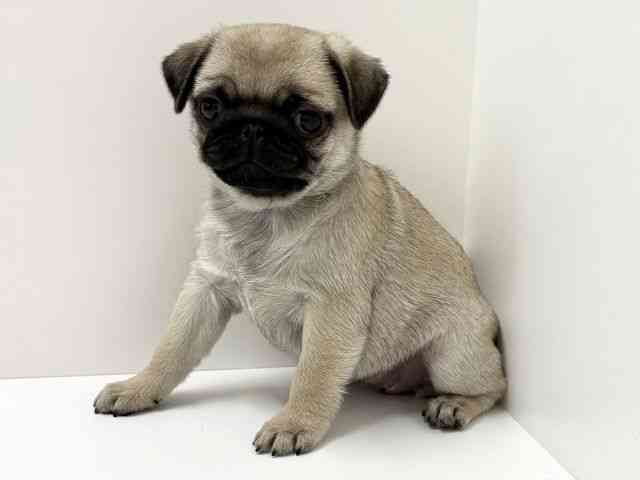 大阪府のパグ (ひごペットフレンドリーくずはモール店/2026年2月19日生まれ/女の子/フォーン)の子犬の3枚目の画像