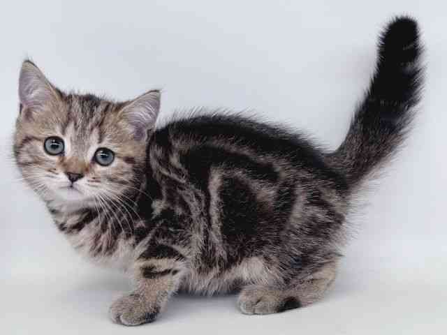 大阪府のスコティッシュフォールド (ひごペットフレンドリー瓜破店/2026年2月13日生まれ/男の子/ブラウンタビー)の子猫の3枚目の画像