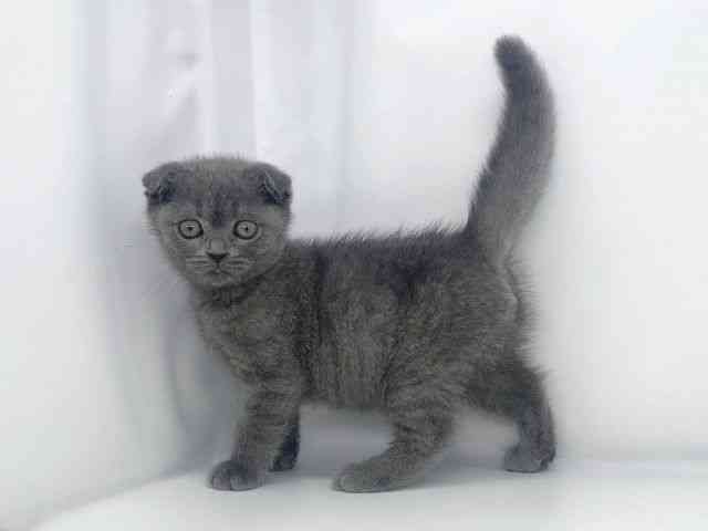 兵庫県のスコティッシュフォールド (ひごペットフレンドリーイオンタウン加古川店/2026年2月14日生まれ/女の子/ブルー)の子猫の3枚目の画像