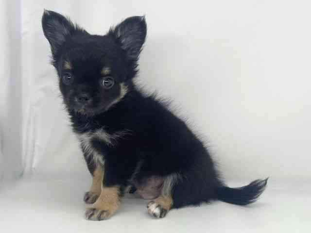 兵庫県のチワワ(ロング) (ひごペットフレンドリーイオンタウン加古川店/2026年2月17日生まれ/男の子/ブラックタンホワイト)の子犬の3枚目の画像