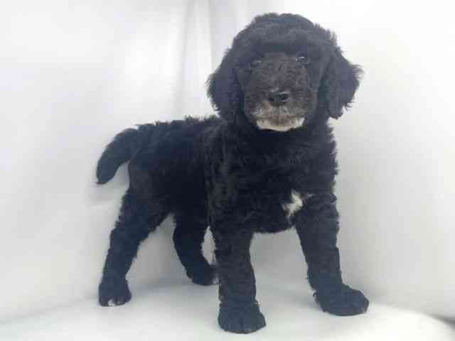 兵庫県のスタンダードプードル (ひごペットフレンドリーイオンタウン加古川店/2026年2月14日生まれ/男の子/ブラック)の子犬の3枚目の画像