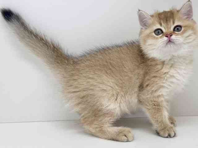 京都府のブリティッシュショートヘアー (ひごペットフレンドリーイズミヤショッピングセンター八幡店/2026年2月18日生まれ/女の子/ブラックゴールデンシェーデット)の子猫の3枚目の画像