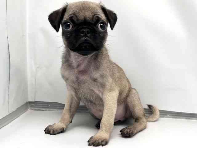 京都府のパグ (ひごペットフレンドリー洛北阪急スクエア店/2026年2月20日生まれ/男の子/フォーン)の子犬の3枚目の画像