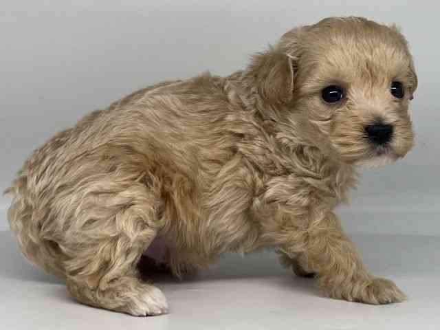 徳島県のマルプー(マルチーズ×プードル) (ひごペットフレンドリーゆめタウン徳島店/2026年2月21日生まれ/男の子/アプリコット)の子犬の3枚目の画像