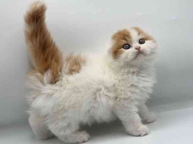 香川県のスコティッシュフォールド (ひごペットフレンドリーゆめタウン高松店/2026年2月22日生まれ/女の子/レッドタビーホワイト)の子猫の3枚目の画像