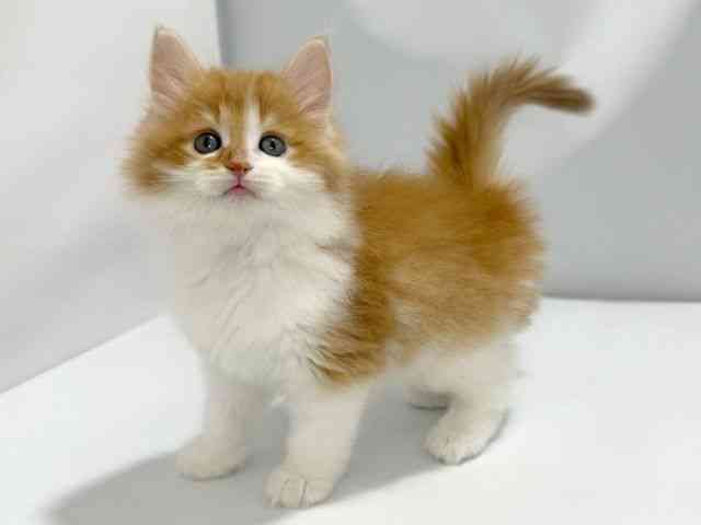 大阪府のノルウェージャンフォレストキャット (ひごペットフレンドリーイズミヤショッピングセンター千里丘店/2026年2月21日生まれ/男の子/レッドタビーホワイト)の子猫の3枚目の画像