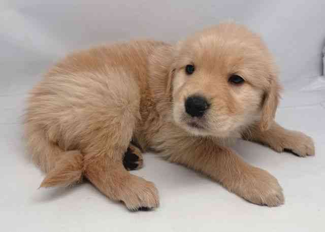 鳥取県のゴールデンレトリバー (ひごペットフレンドリーイオンモール鳥取北店/2026年2月21日生まれ/男の子/ゴールデン)の子犬の3枚目の画像