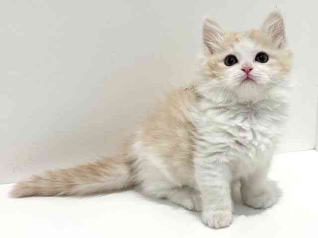 大阪府のマンチカン (ひごペットフレンドリーイオン高槻店/2026年2月13日生まれ/男の子/クリームタビーホワイト)の子猫の3枚目の画像