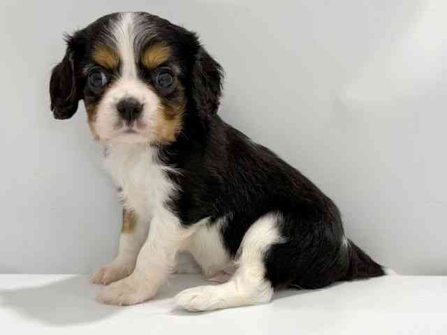 大阪府のキャバリアキングチャールズスパニエル (ひごペットフレンドリーイズミヤショッピングセンター千里丘店/2026年2月21日生まれ/男の子/トライカラー)の子犬の3枚目の画像