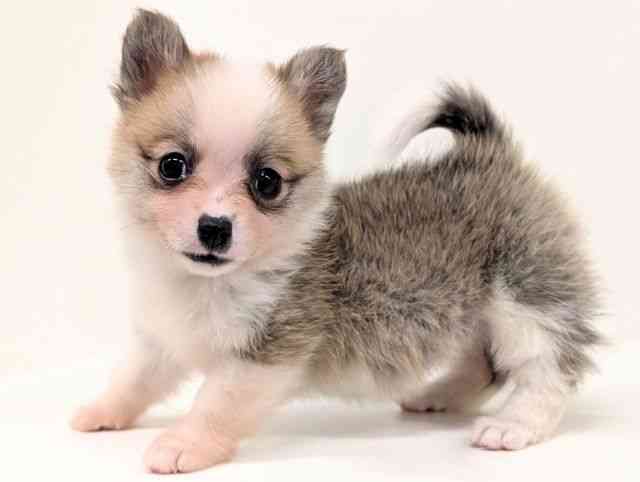 福岡県のポメコーギー(ポメラニアン×コーギー) (ひごペットフレンドリーリバーウォーク北九州店/2026年2月16日生まれ/女の子/レッドホワイト)の子犬の3枚目の画像