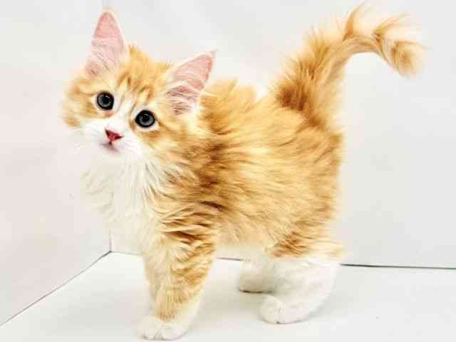 兵庫県のノルウェージャンフォレストキャット (ひごペットフレンドリークラウンパーク伊丹店/2026年2月22日生まれ/女の子/レッドタビーホワイト)の子猫の3枚目の画像