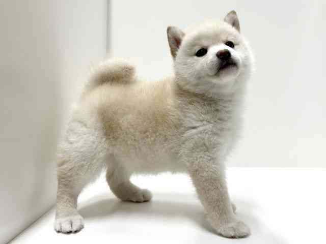 愛知県の柴犬(標準サイズ) (ひごペットフレンドリーららぽーと名古屋みなとアクルス店/2026年2月20日生まれ/女の子/白)の子犬の3枚目の画像