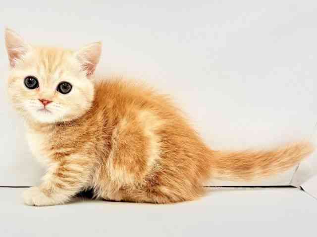 兵庫県のマンチカン (ひごペットフレンドリークラウンパーク伊丹店/2026年2月20日生まれ/女の子/レッドタビー)の子猫の3枚目の画像