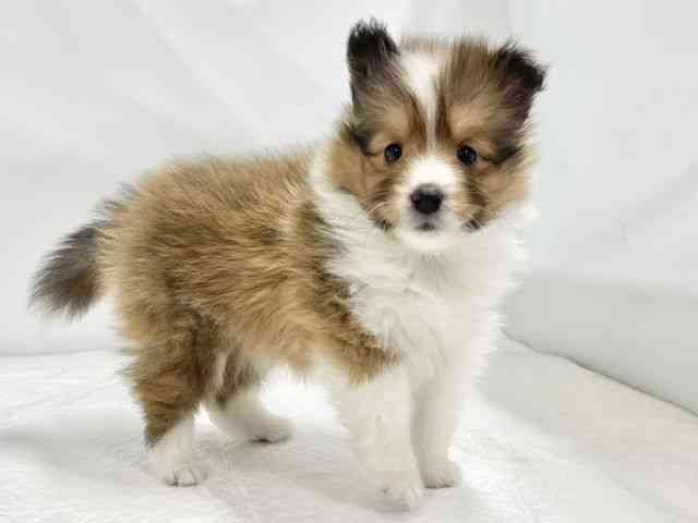 高知県のシェットランドシープドッグ (ひごペットフレンドリーイオンモール高知店/2026年2月20日生まれ/女の子/セーブルホワイト)の子犬の3枚目の画像