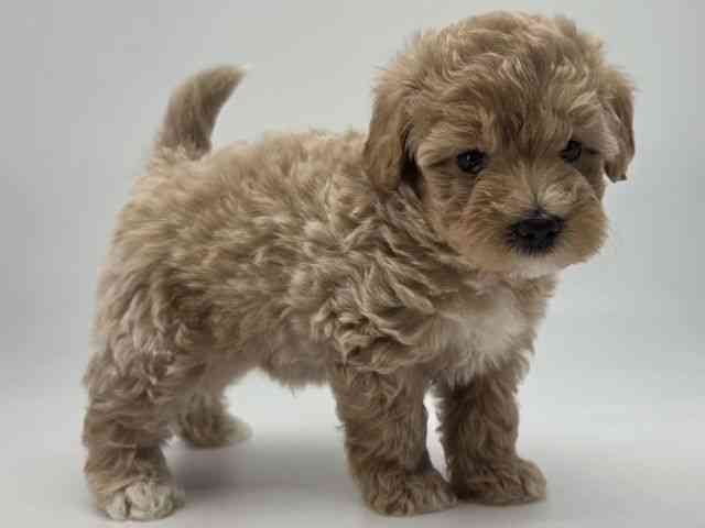 島根県のマルプー(マルチーズ×プードル) (ひごペットフレンドリーイオンモール出雲店/2026年2月20日生まれ/男の子/レッドホワイト)の子犬の3枚目の画像