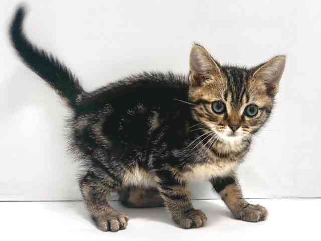 奈良県のアメリカンショートヘアー (ひごペットフレンドリー奈良パワーシティ店/2026年2月19日生まれ/男の子/ブラウンタビー)の子猫の3枚目の画像