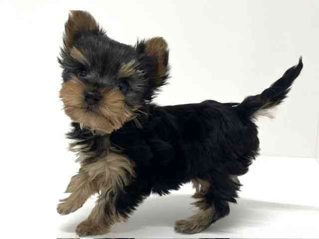 大阪府のヨークシャーテリア (ひごペットフレンドリーくずはモール店/2026年2月19日生まれ/男の子/スチールブルータン)の子犬の3枚目の画像