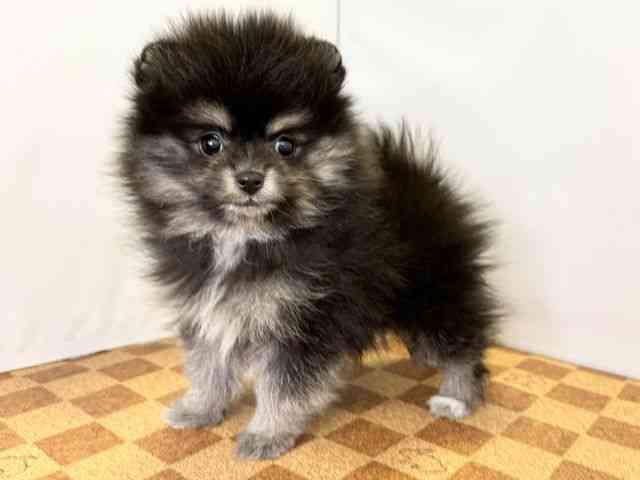 愛媛県のポメラニアン (ひごペットフレンドリーエミフルMASAKI店/2026年2月20日生まれ/女の子/ブラックタンホワイト)の子犬の3枚目の画像