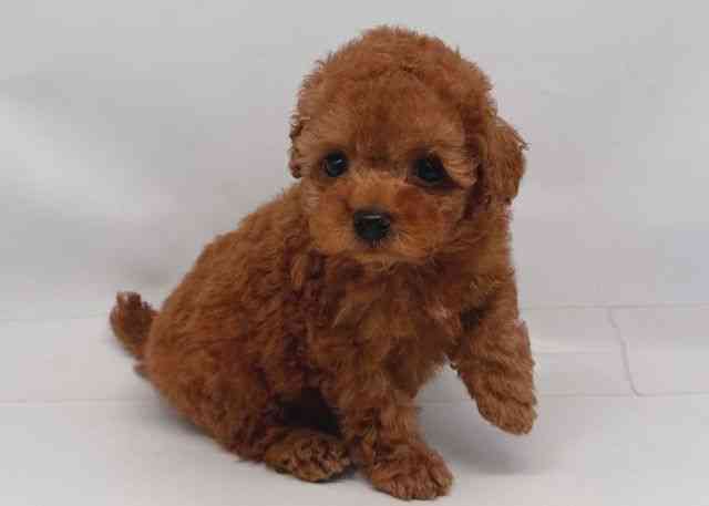 鳥取県のトイプードル(トイ) (ひごペットフレンドリーイオンモール鳥取北店/2026年2月21日生まれ/男の子/レッド)の子犬の3枚目の画像