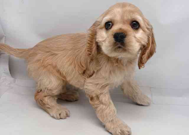 鳥取県のアメリカンコッカースパニエル (ひごペットフレンドリーイオンモール鳥取北店/2026年2月22日生まれ/女の子/バフ)の子犬の3枚目の画像