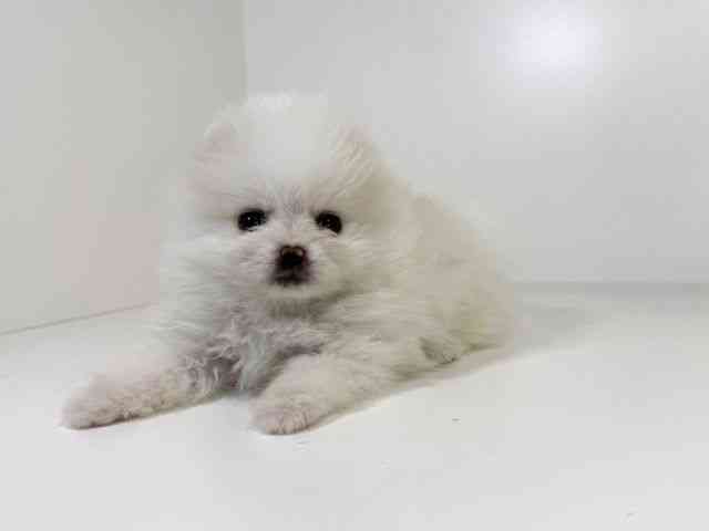 兵庫県のポメラニアン (ひごペットフレンドリーイトーヨーカドー明石店/2026年2月21日生まれ/女の子/ホワイト)の子犬の3枚目の画像