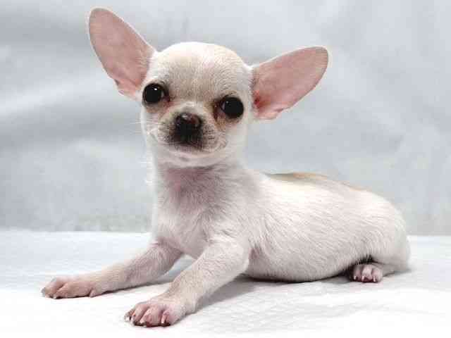 大阪府のチワワ(スムース) (ひごペットフレンドリー堺プラットプラット店/2026年2月21日生まれ/男の子/ホワイト)の子犬の3枚目の画像