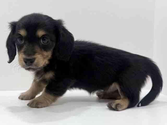 広島県のミニチュアダックスフンド(ロング) (ひごペットフレンドリーフジグラン神辺店/2026年2月20日生まれ/男の子/ブラックイエロー)の子犬の3枚目の画像