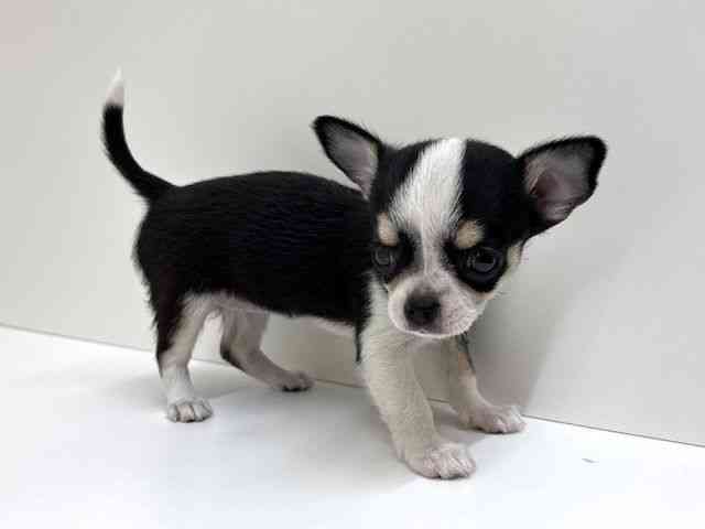 兵庫県のチワワ(スムース) (ひごペットフレンドリーブルメールHAT神戸店/2026年2月21日生まれ/女の子/ブラックホワイトタン)の子犬の3枚目の画像