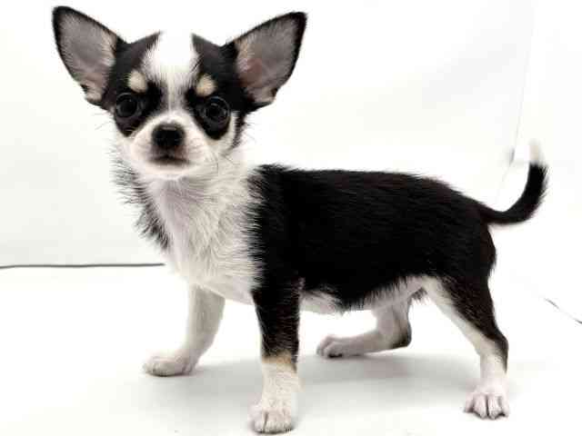 兵庫県のチワワ(スムース) (ひごペットフレンドリークラウンパーク伊丹店/2026年2月21日生まれ/女の子/ブラックホワイトタン)の子犬の3枚目の画像